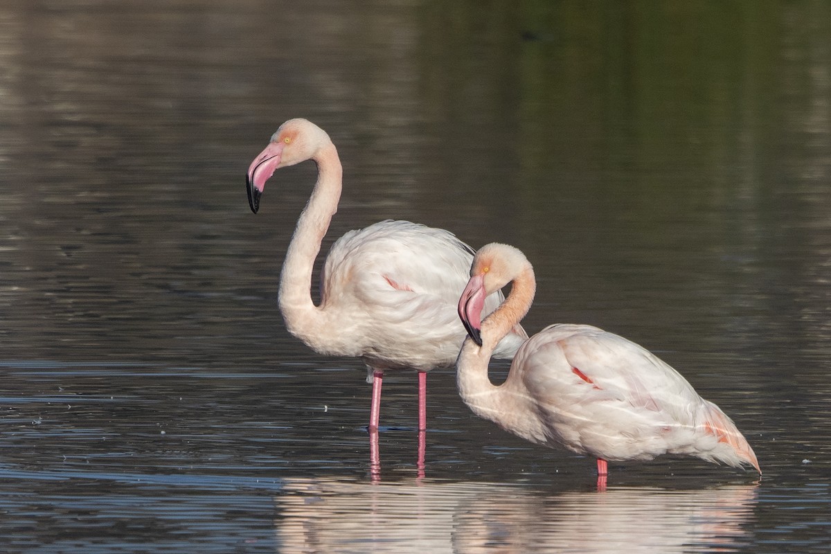 Greater Flamingo - Niall D Perrins