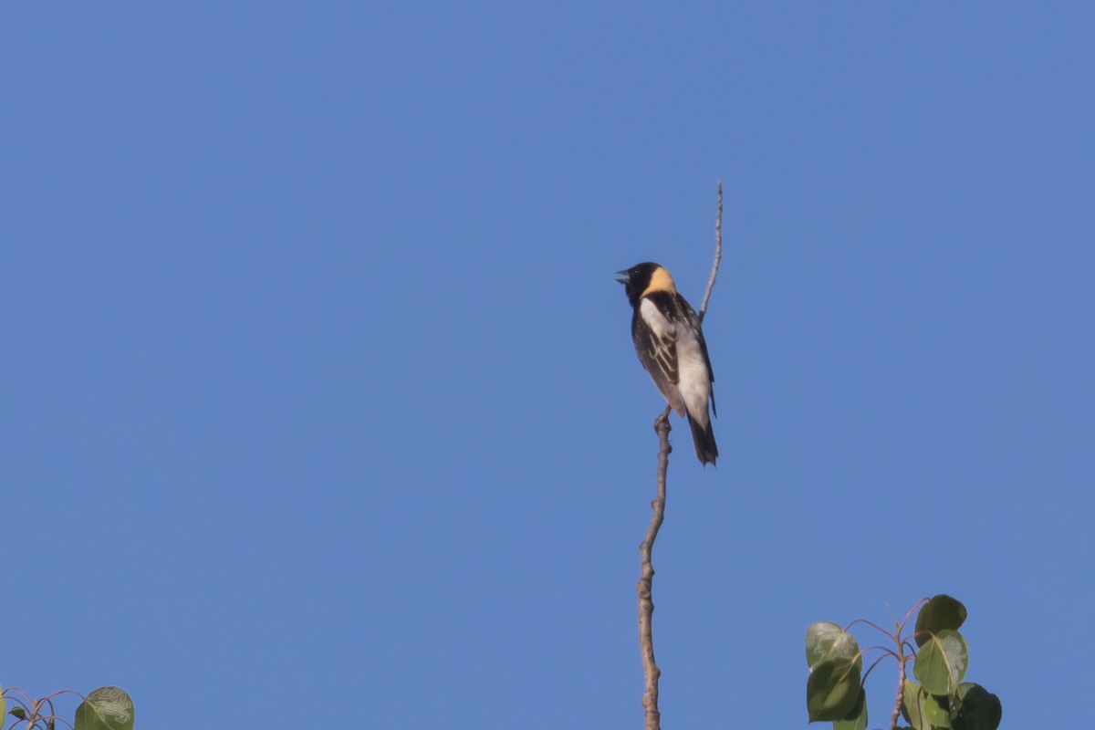 Bobolink - ML243711041