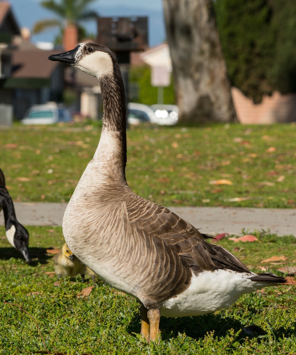 tanımsız kaz (Anser/Branta sp.) - ML243711561