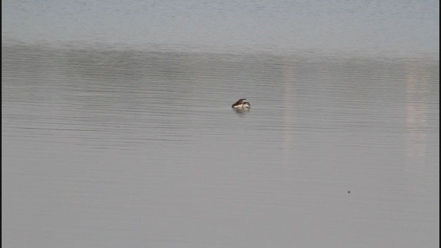 Eared Grebe - ML243711951