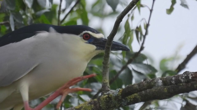 Black-crowned Night Heron (Eurasian) - ML243712621