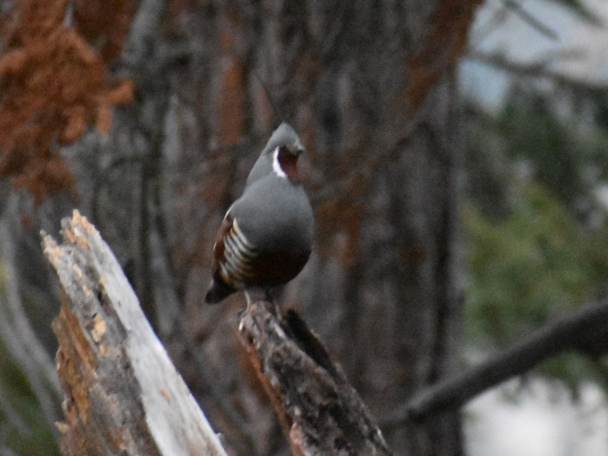 Mountain Quail - Tom Duncan