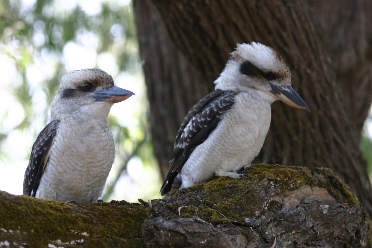 Laughing Kookaburra - ML243713811