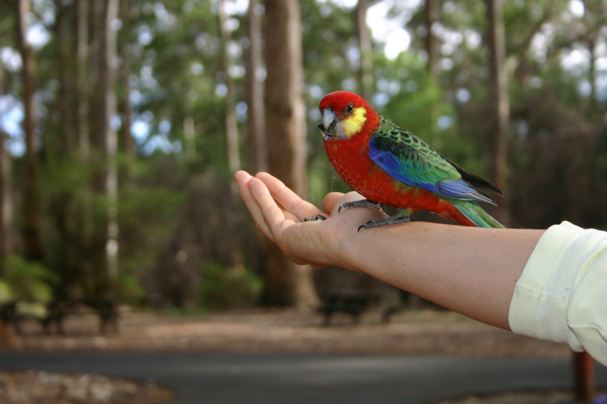 Western Rosella - ML243713891