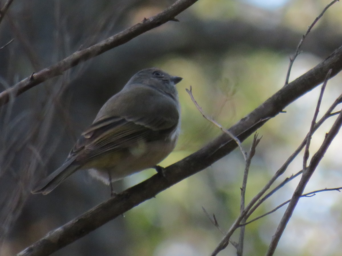 Golden Whistler (Eastern) - ML243713901