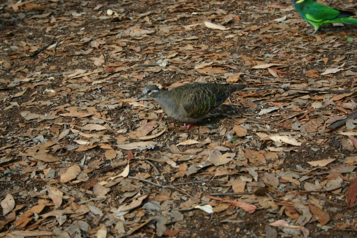 Common Bronzewing - ML243713911