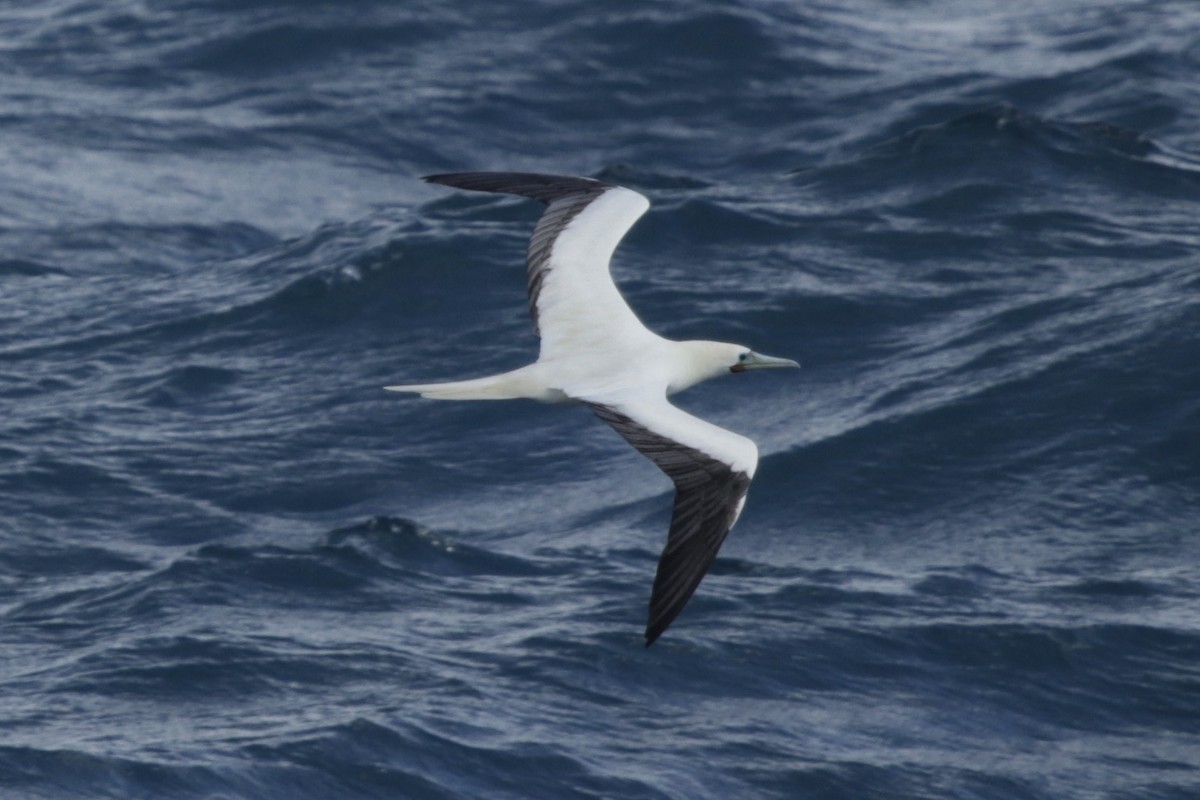 Red-footed Booby - Andrew William