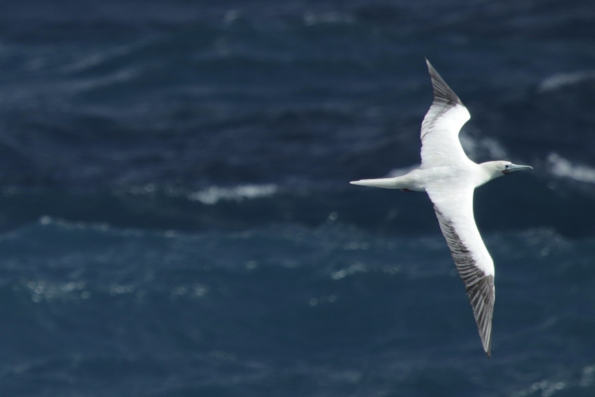 Red-footed Booby - Andrew William