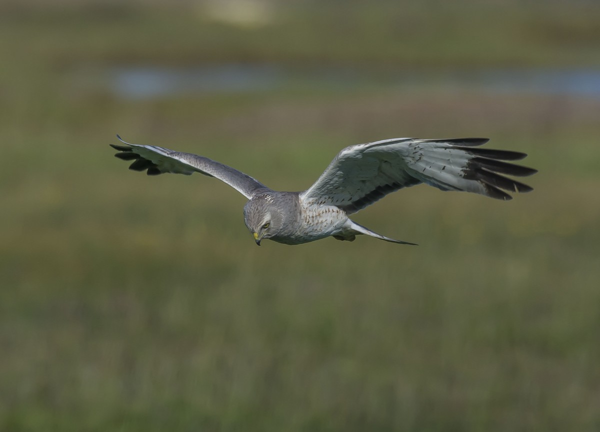 Northern Harrier - Ronnie d'Entremont