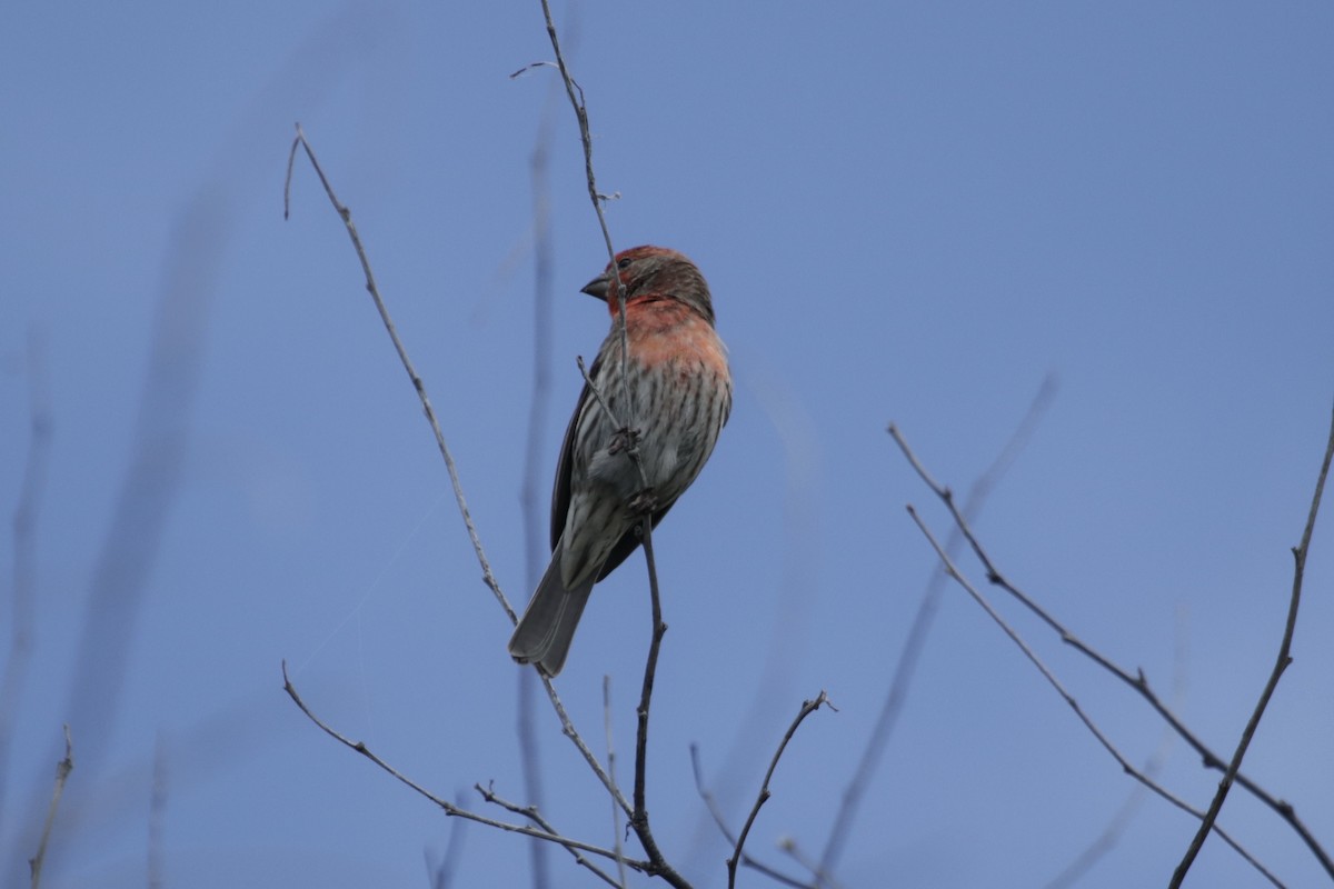 House Finch - ML243714471