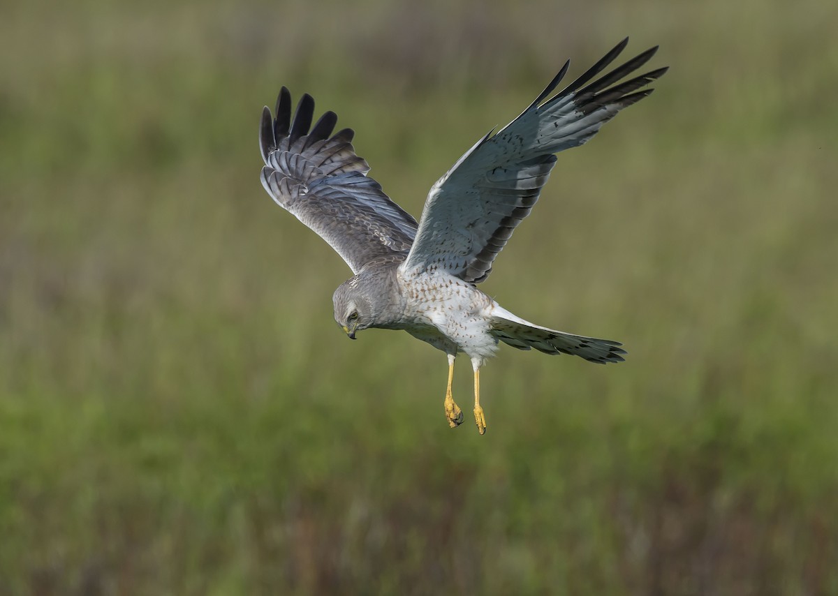 Aguilucho de Hudson - ML243714481