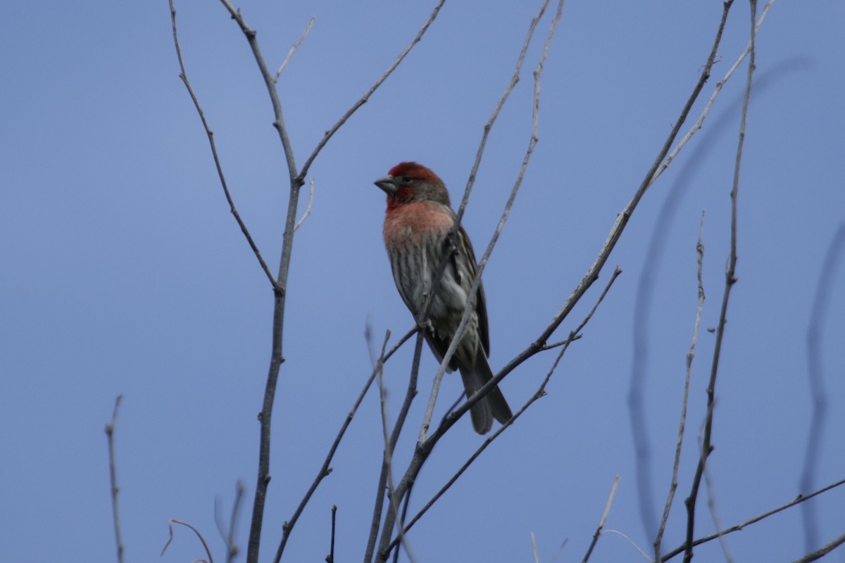 House Finch - ML243714491