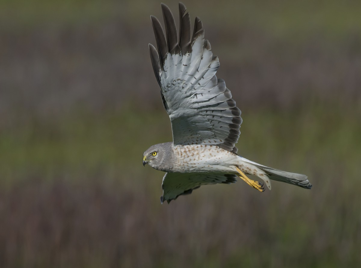 Aguilucho de Hudson - ML243714511