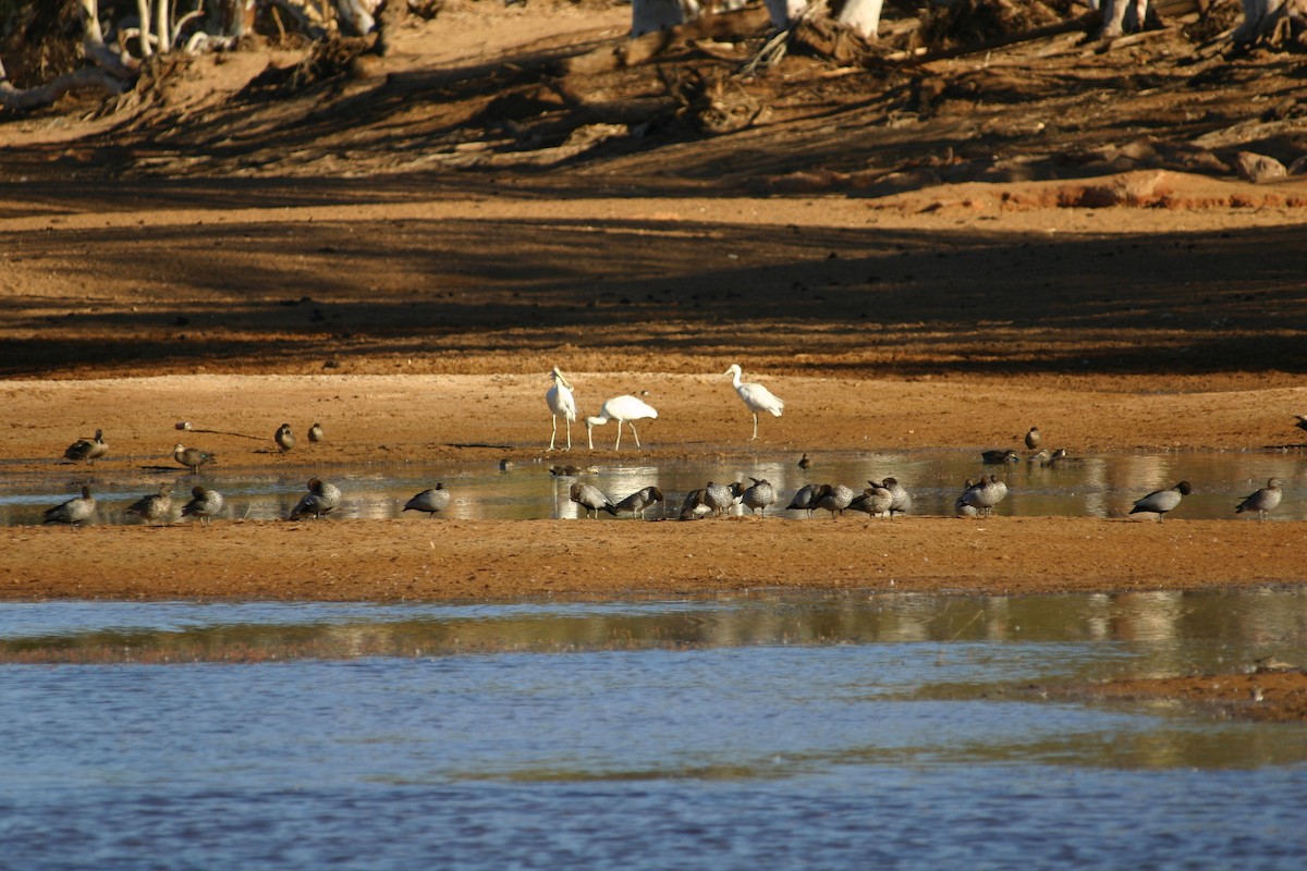 Yellow-billed Spoonbill - ML243714621