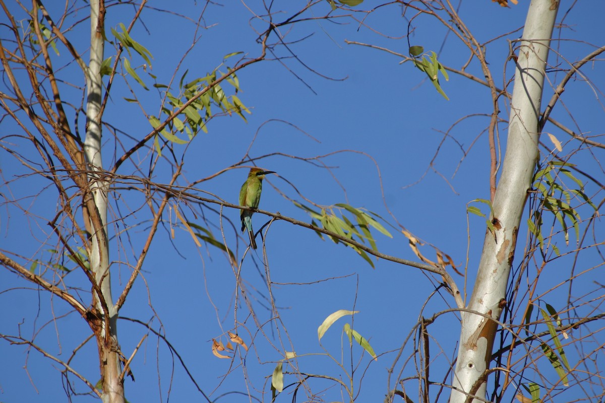 Rainbow Bee-eater - Markus Leiser