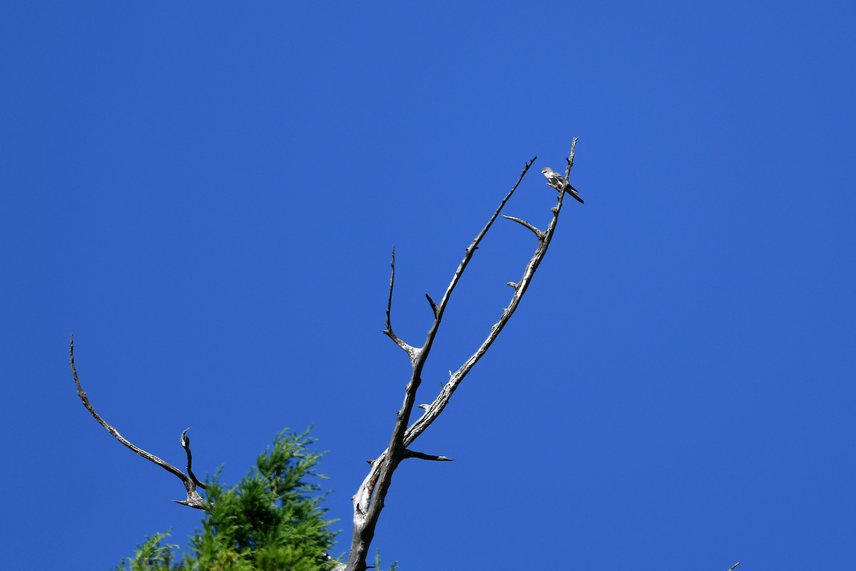 Lesser Cuckoo - ML243715091