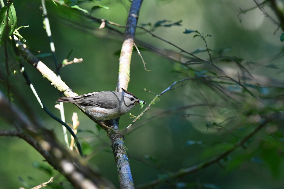 Taiwan Yuhina - ML243715101