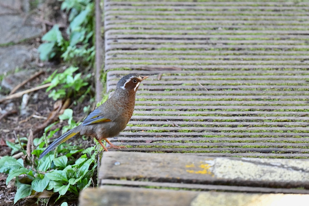 White-whiskered Laughingthrush - ML243715111