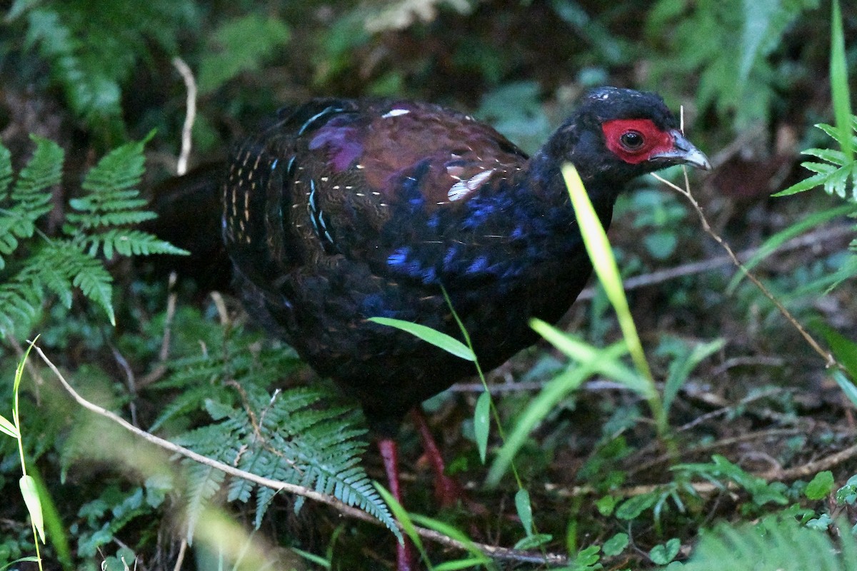 Swinhoe's Pheasant - ML243715181