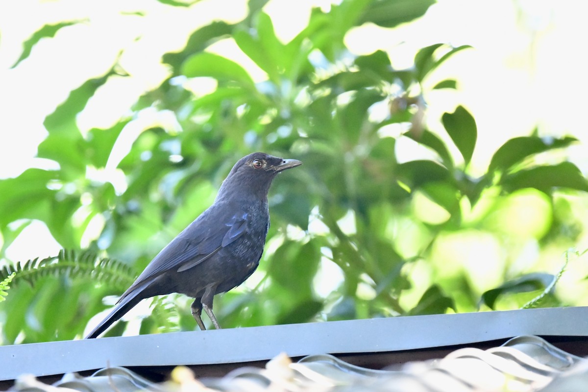 Taiwan Whistling-Thrush - ML243715271