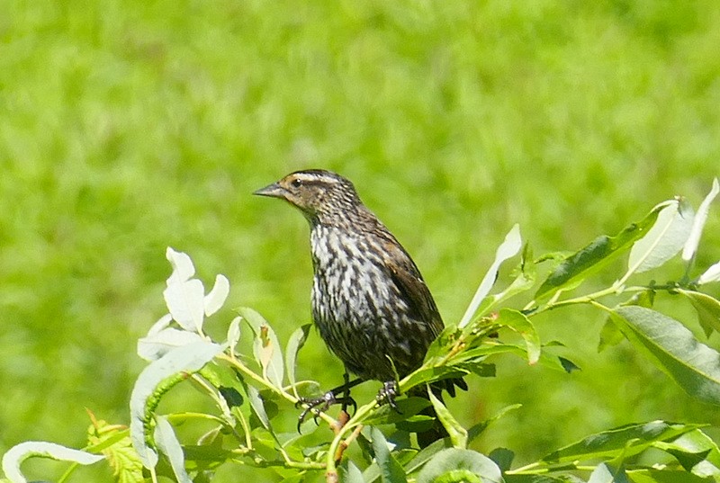 Red-winged Blackbird - Brad Woodward