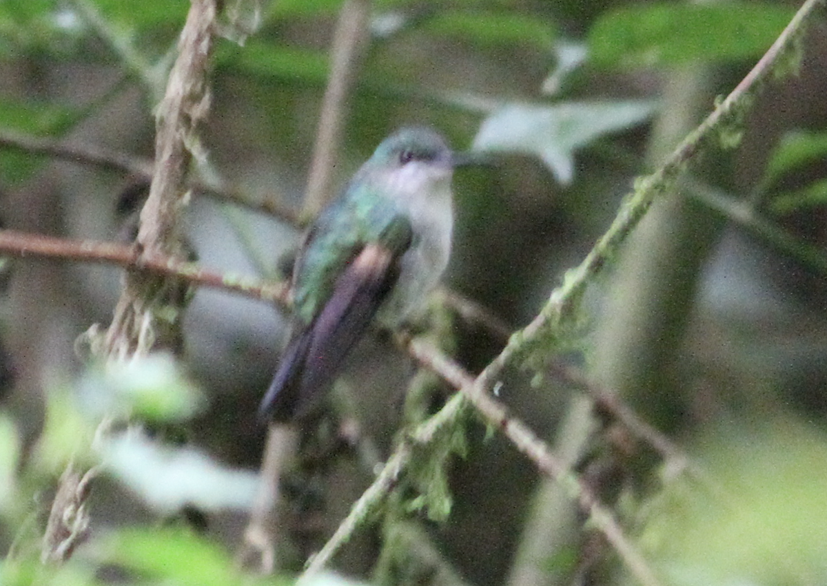 Stripe-tailed Hummingbird - ML243716181
