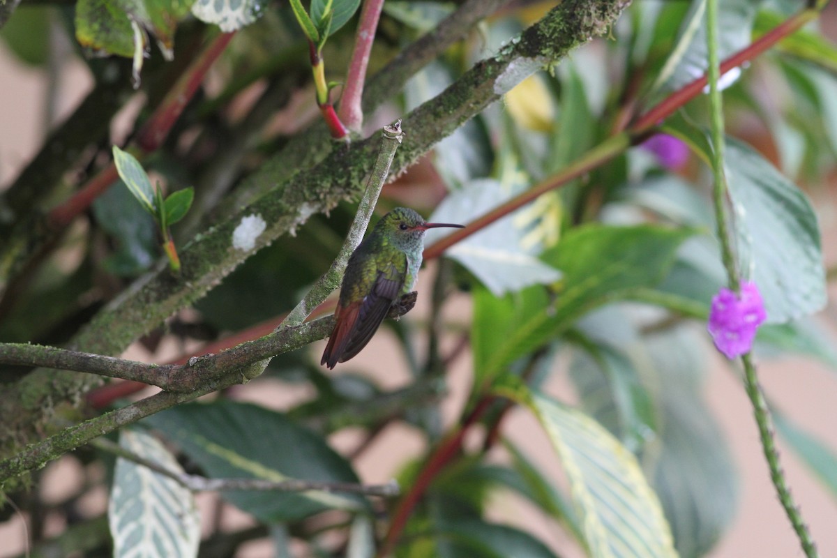 Rufous-tailed Hummingbird - ML243716581