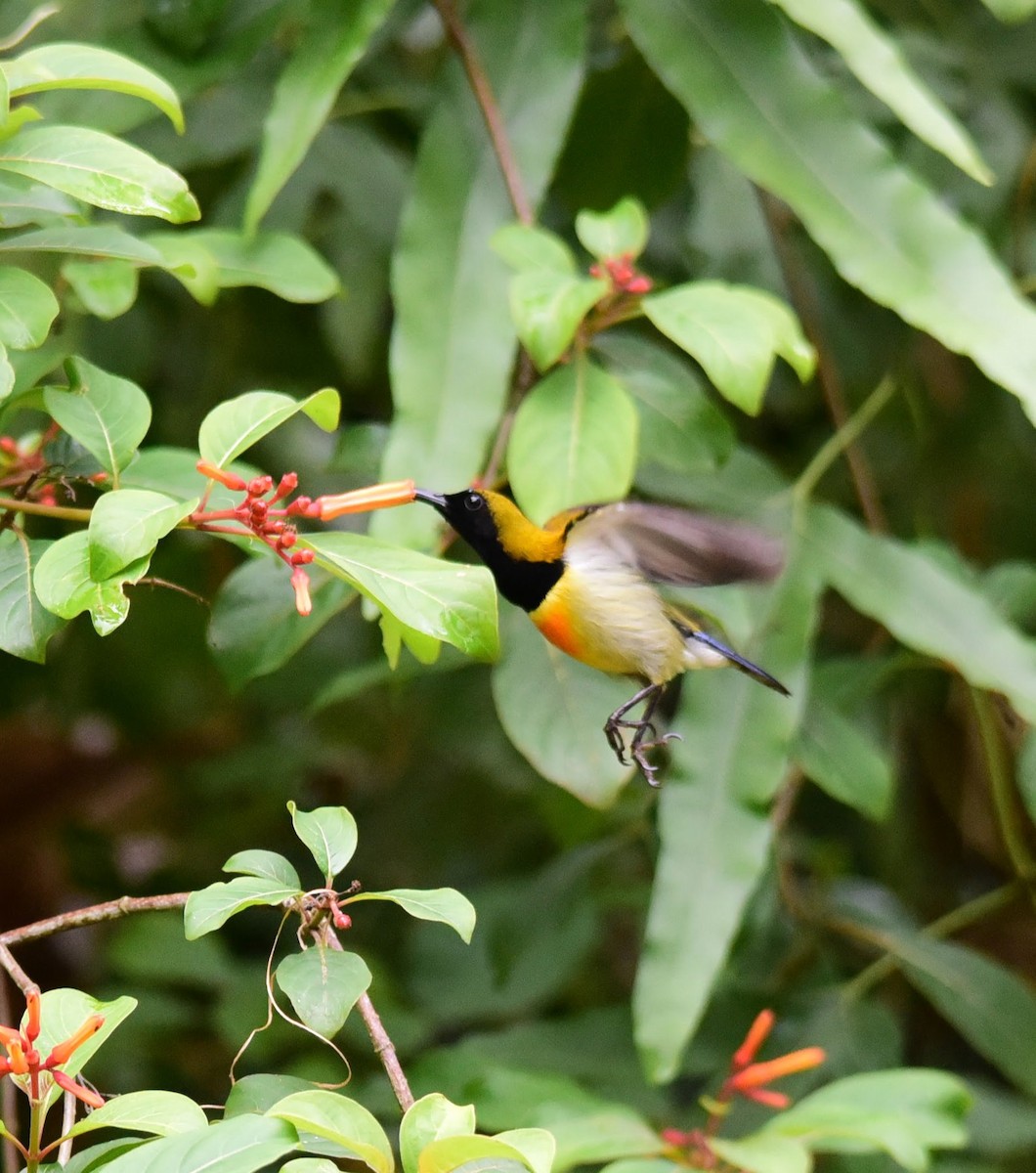 Feuerbrust-Nektarvogel - ML243717971