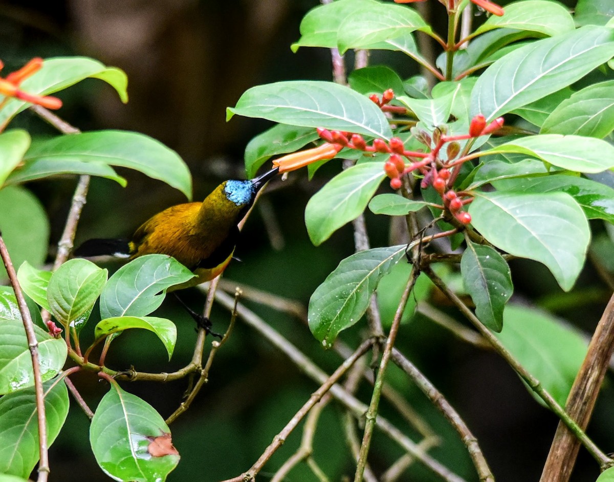 Flaming Sunbird - Nats M