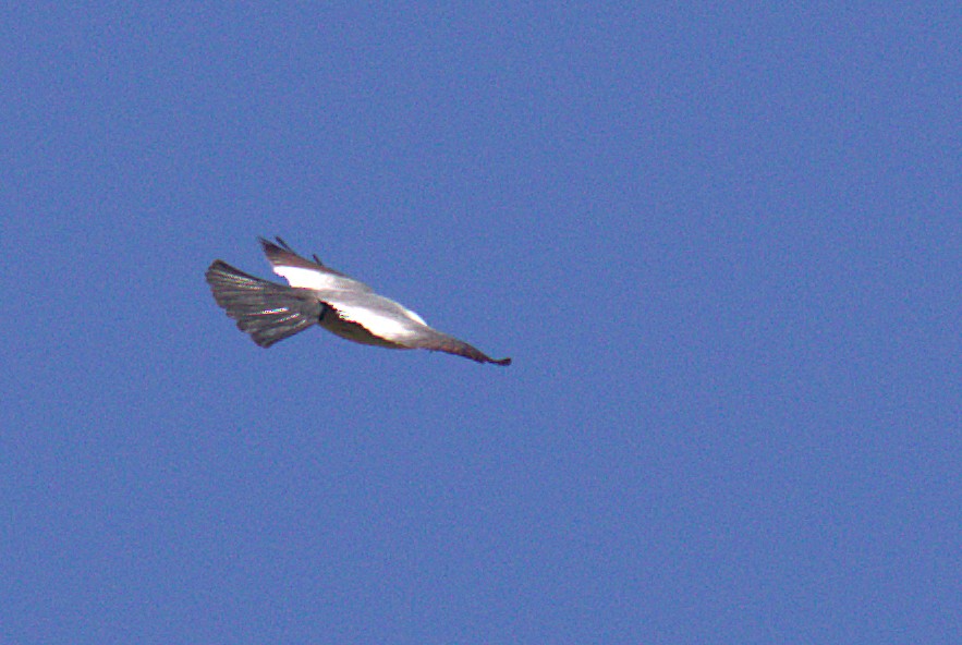 Mississippi Kite - ML243718771