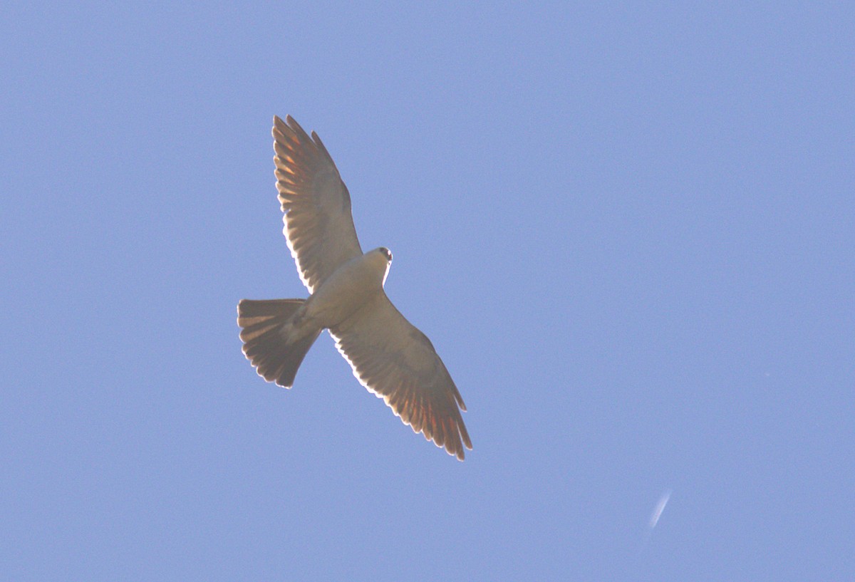 Mississippi Kite - ML243718811