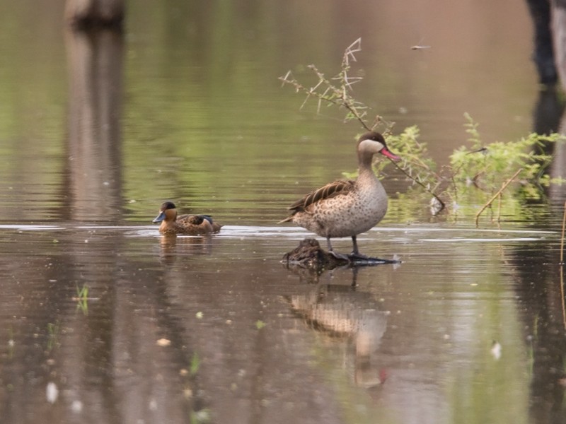 Blue-billed Teal - ML243719111