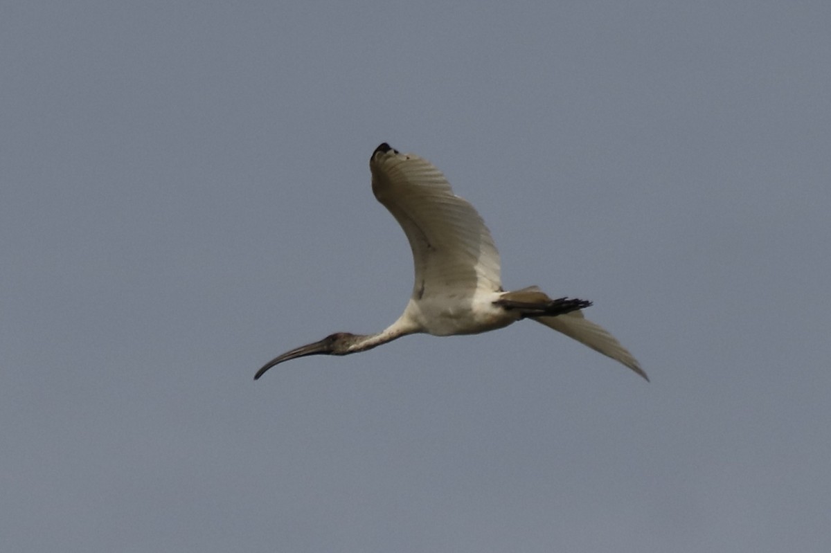 Black-headed Ibis - ML243719311