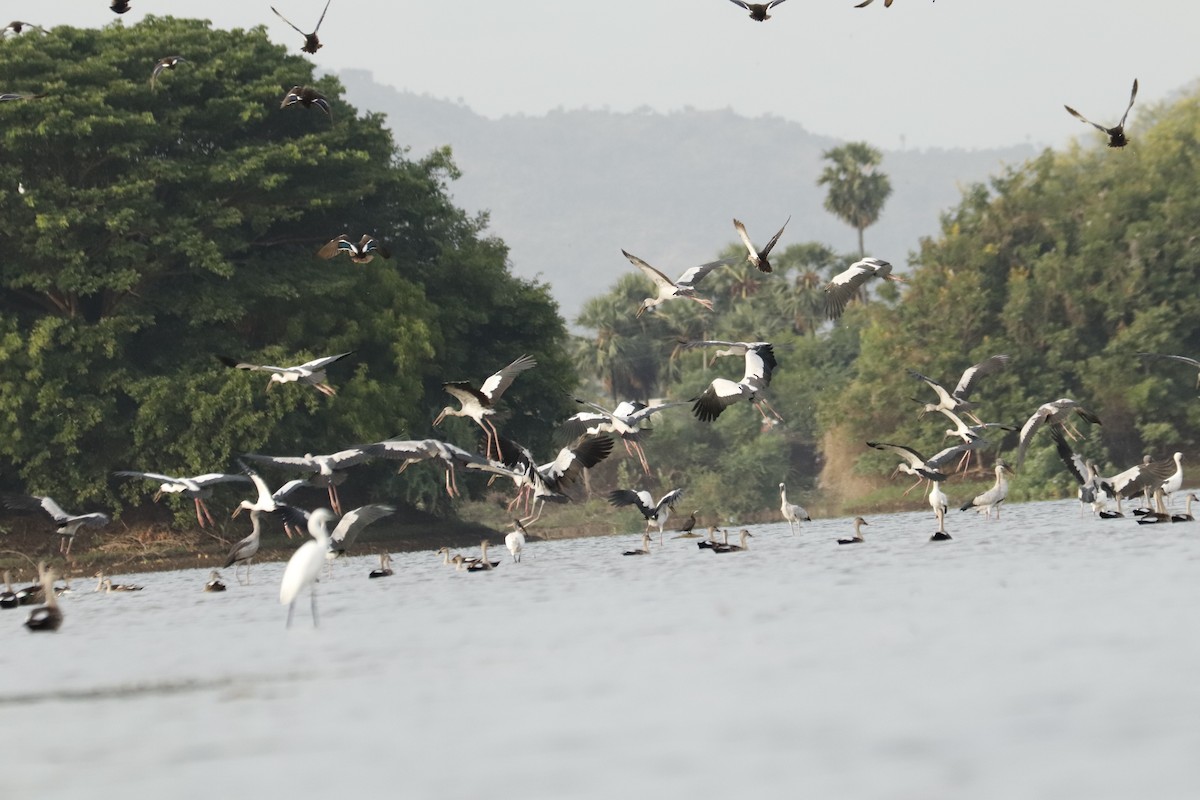 Asian Openbill - ML243719611