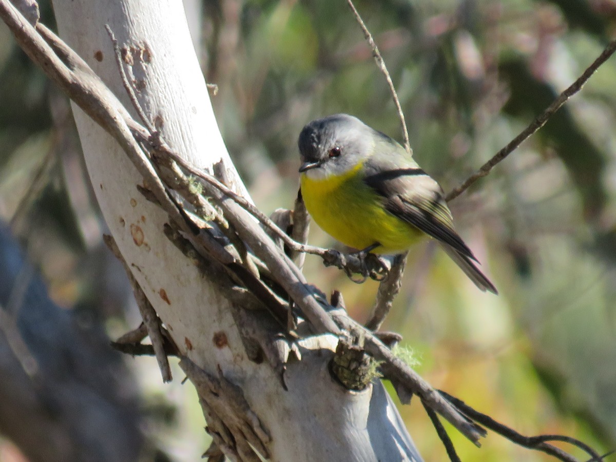 Eastern Yellow Robin - ML243720031