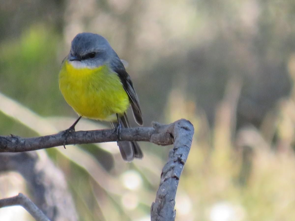 Eastern Yellow Robin - ML243720041
