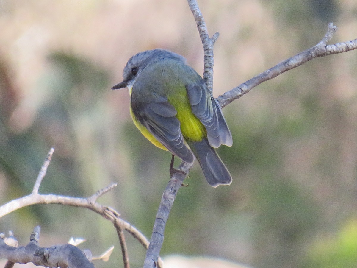 Eastern Yellow Robin - ML243720051