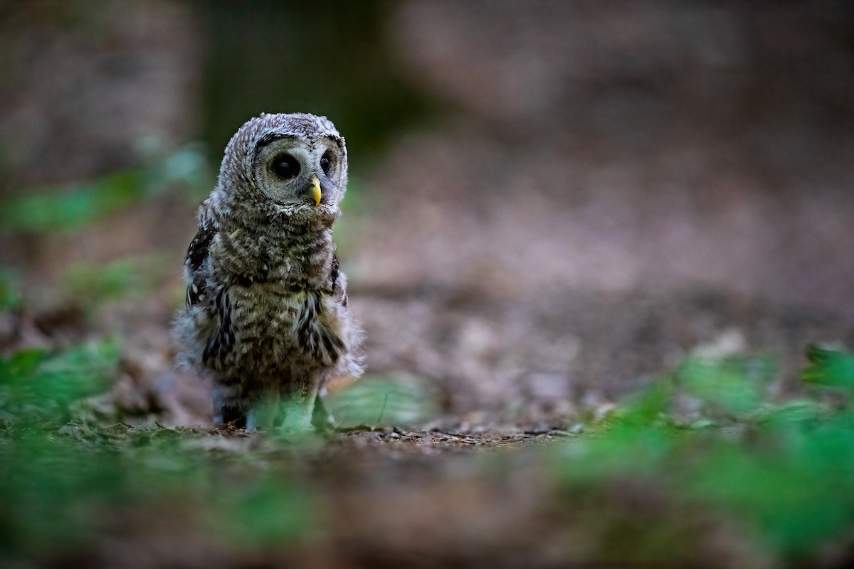 Barred Owl - ML243722881