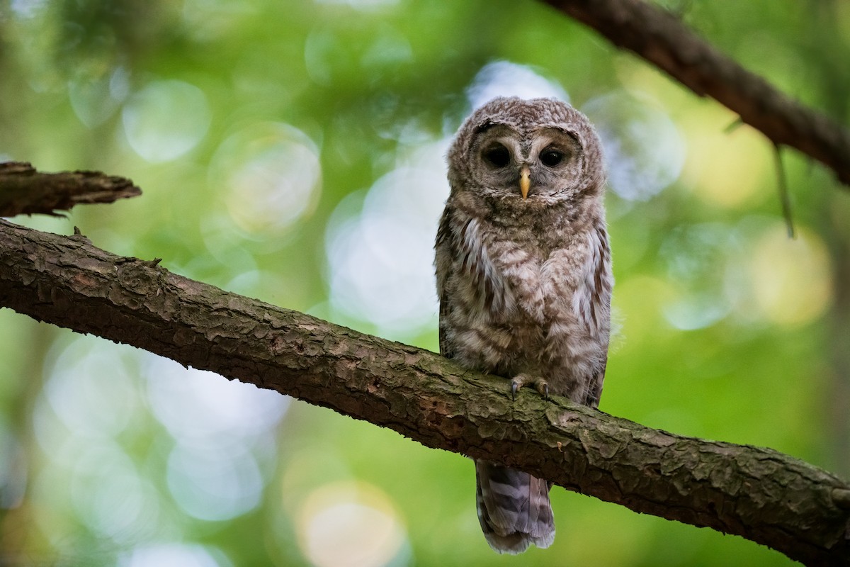 Barred Owl - ML243722891