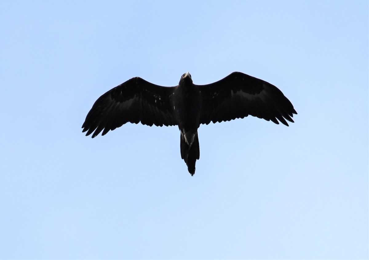 Wedge-tailed Eagle - ML243723271