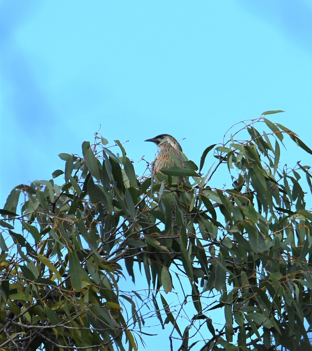 Red Wattlebird - ML243723291