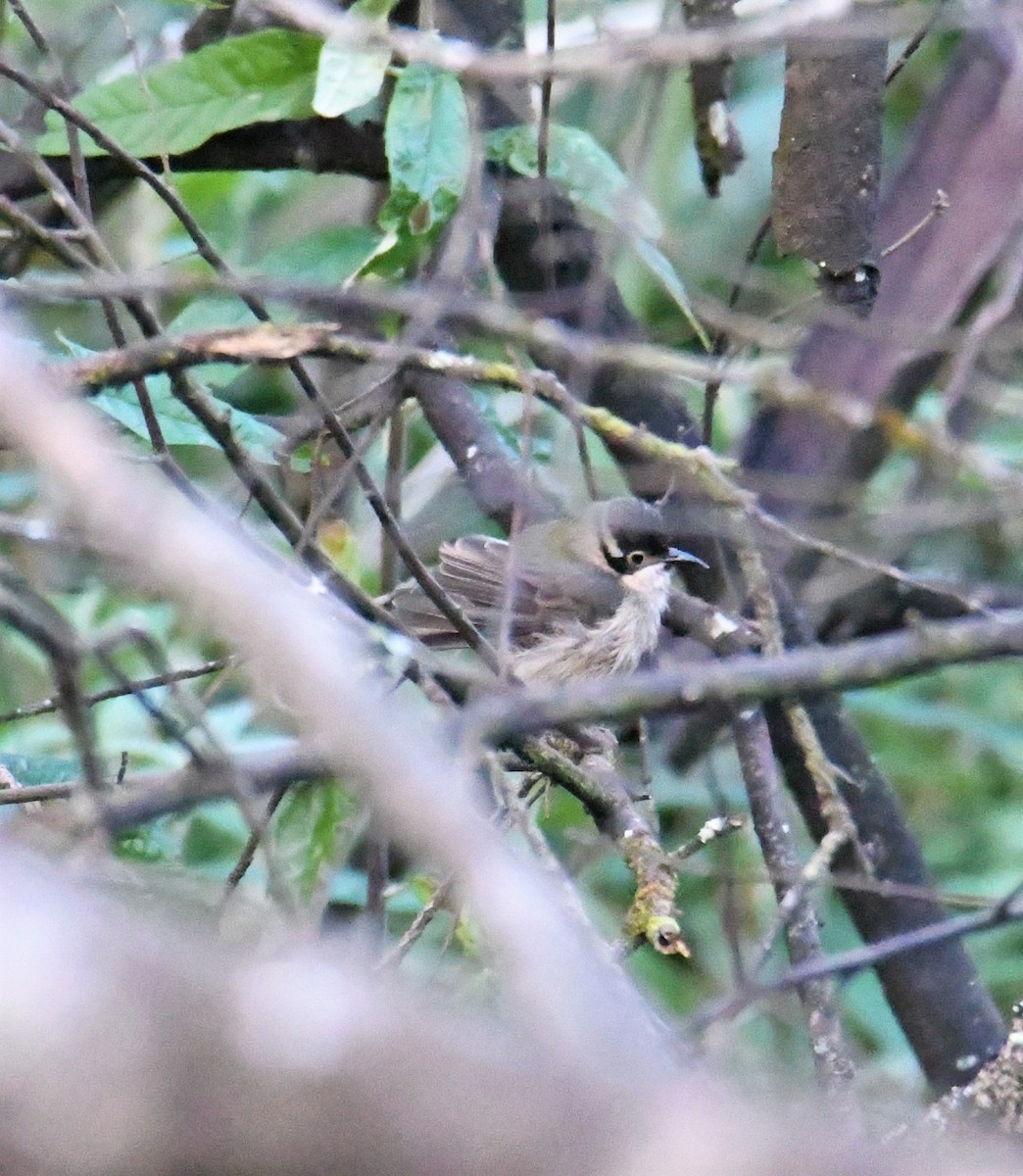 Brown-headed Honeyeater - ML243723331