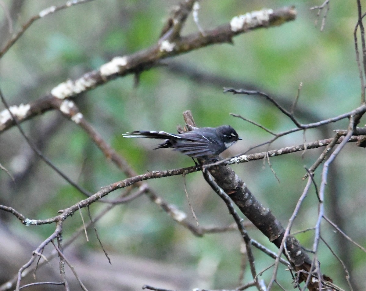 Gray Fantail - ML243723351