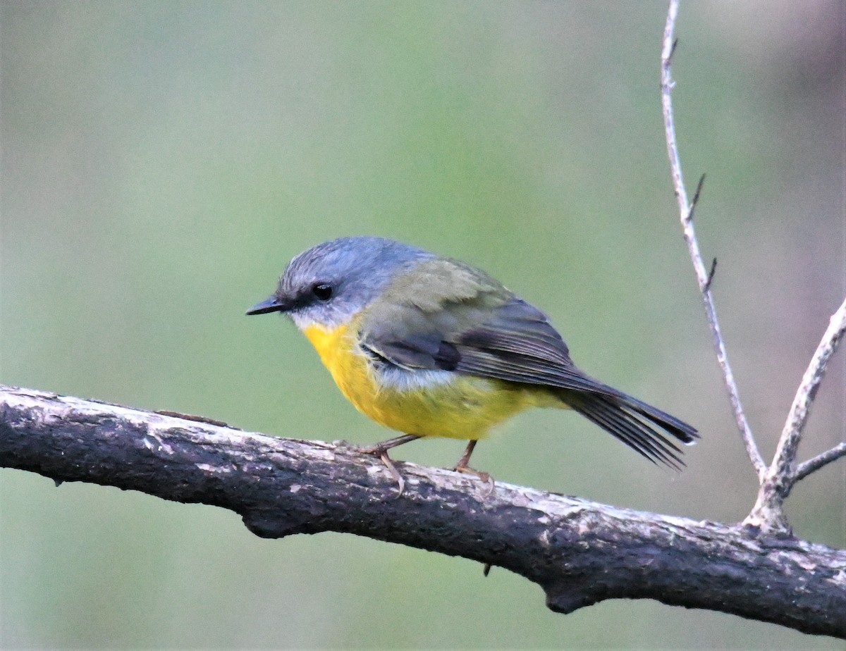 Eastern Yellow Robin - ML243723381