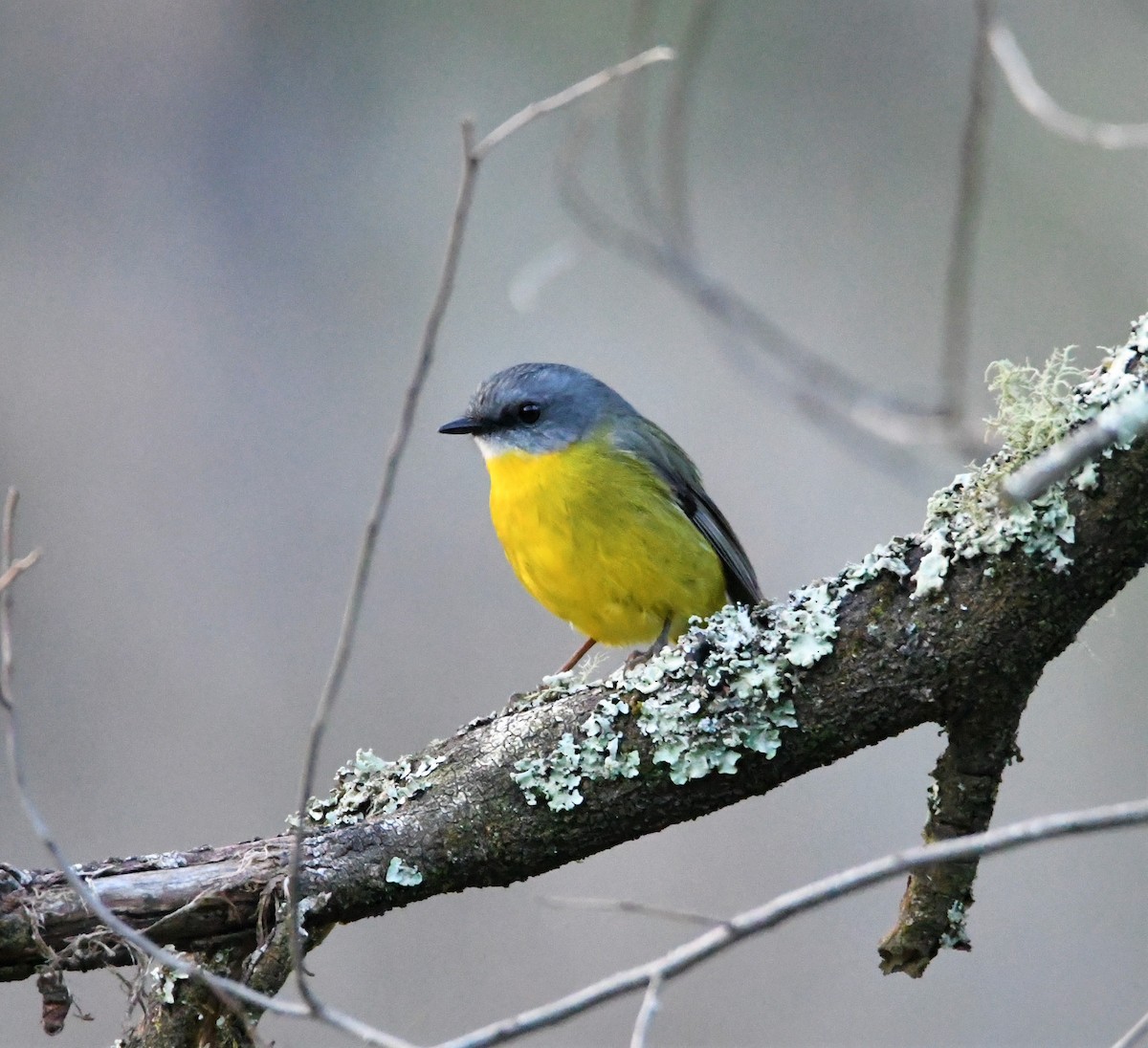 Eastern Yellow Robin - ML243723421
