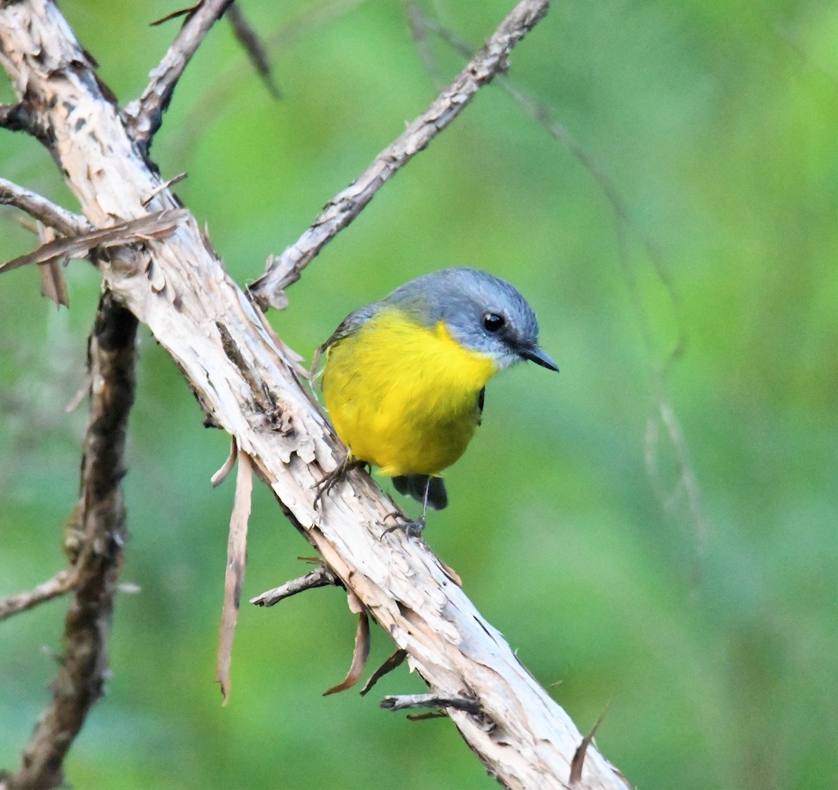 Eastern Yellow Robin - ML243723451