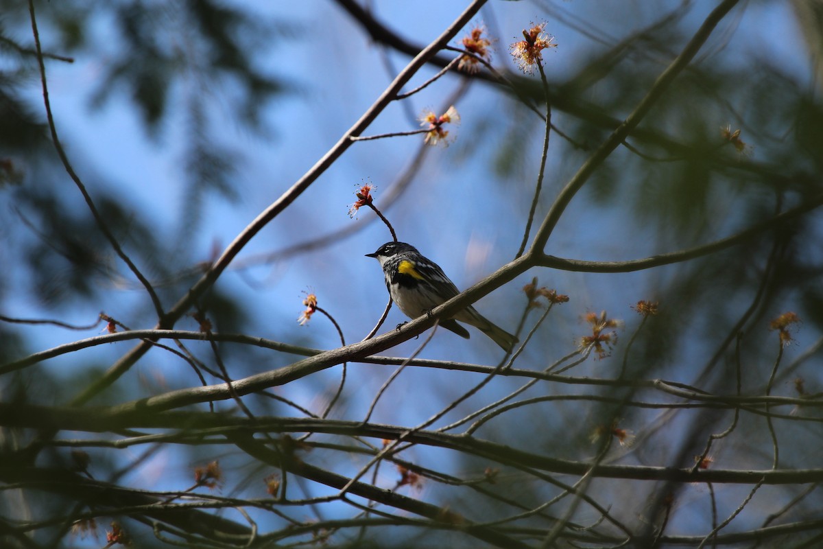 キヅタアメリカムシクイ - ML243724701