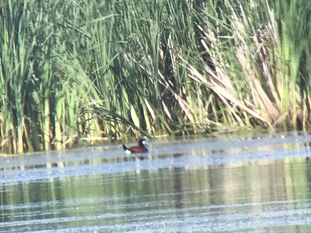 Ruddy Duck - ML243725641
