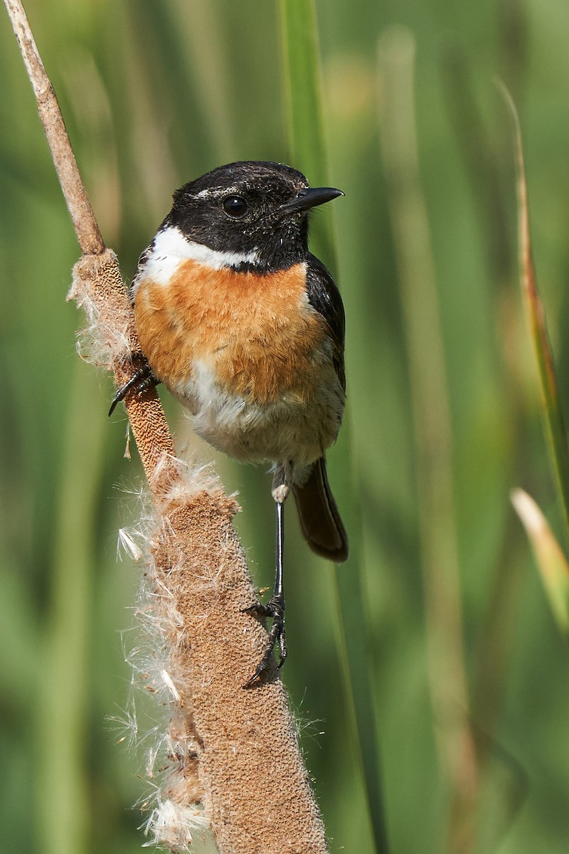 European Stonechat - Miguel Rouco