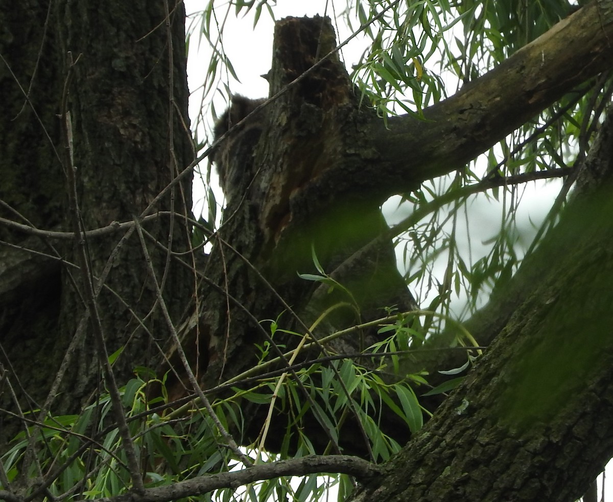 Great Horned Owl - ML243727361